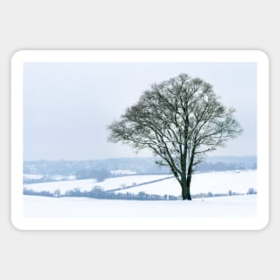 Ash Tree in the Snow Sticker